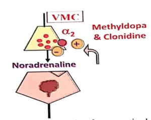 methyldopa and clonidine