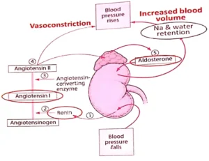 renin angiotensin system