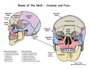 musculoskeletal system image001