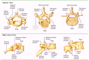 musculoskeletal system image003