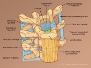 musculoskeletal system image004