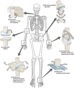 musculoskeletal system image005