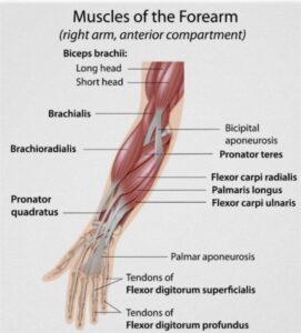 musculoskeletal system image006