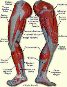 musculoskeletal system image007